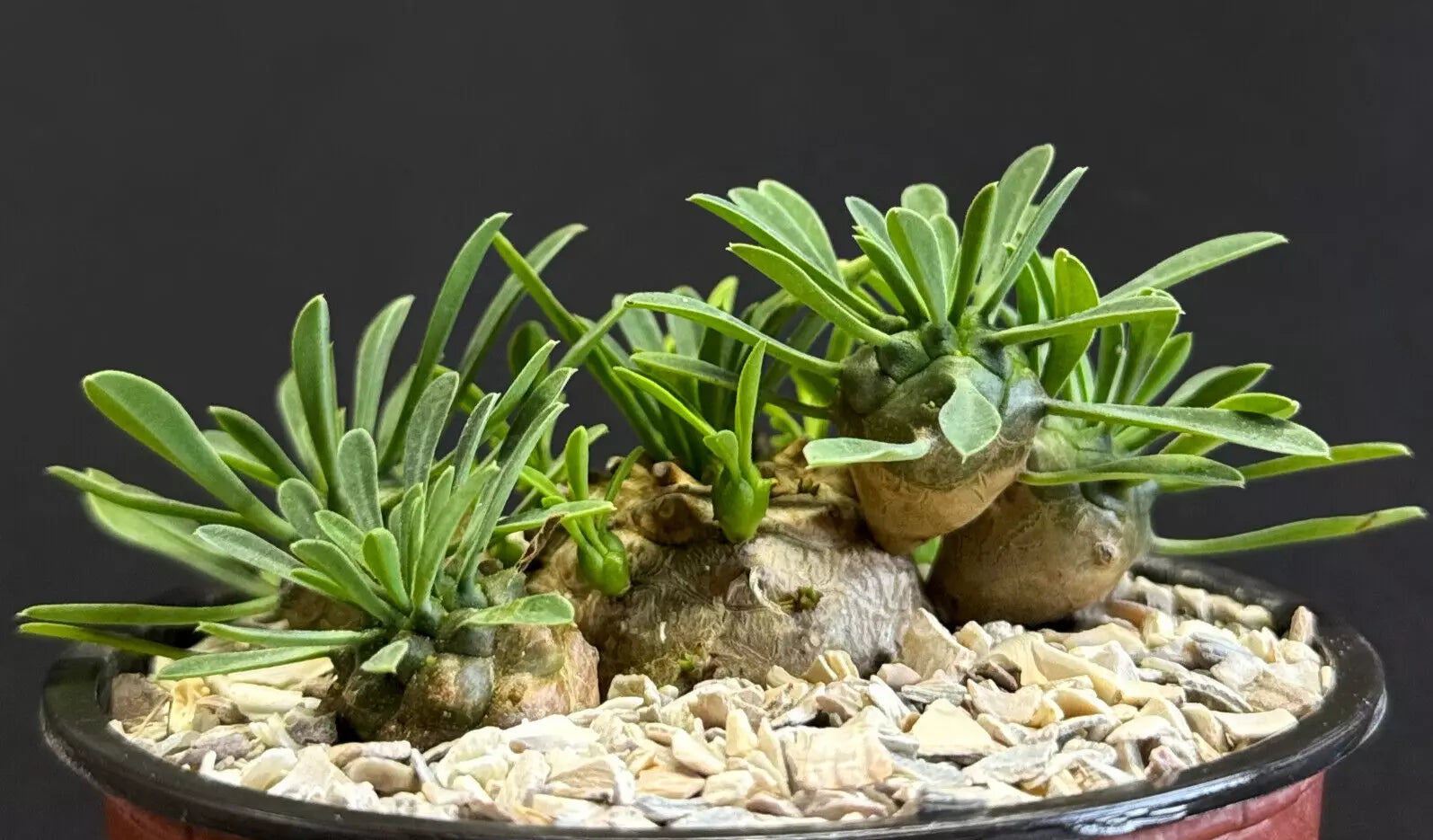 Euphorbias  Exotic-Cactus-collection