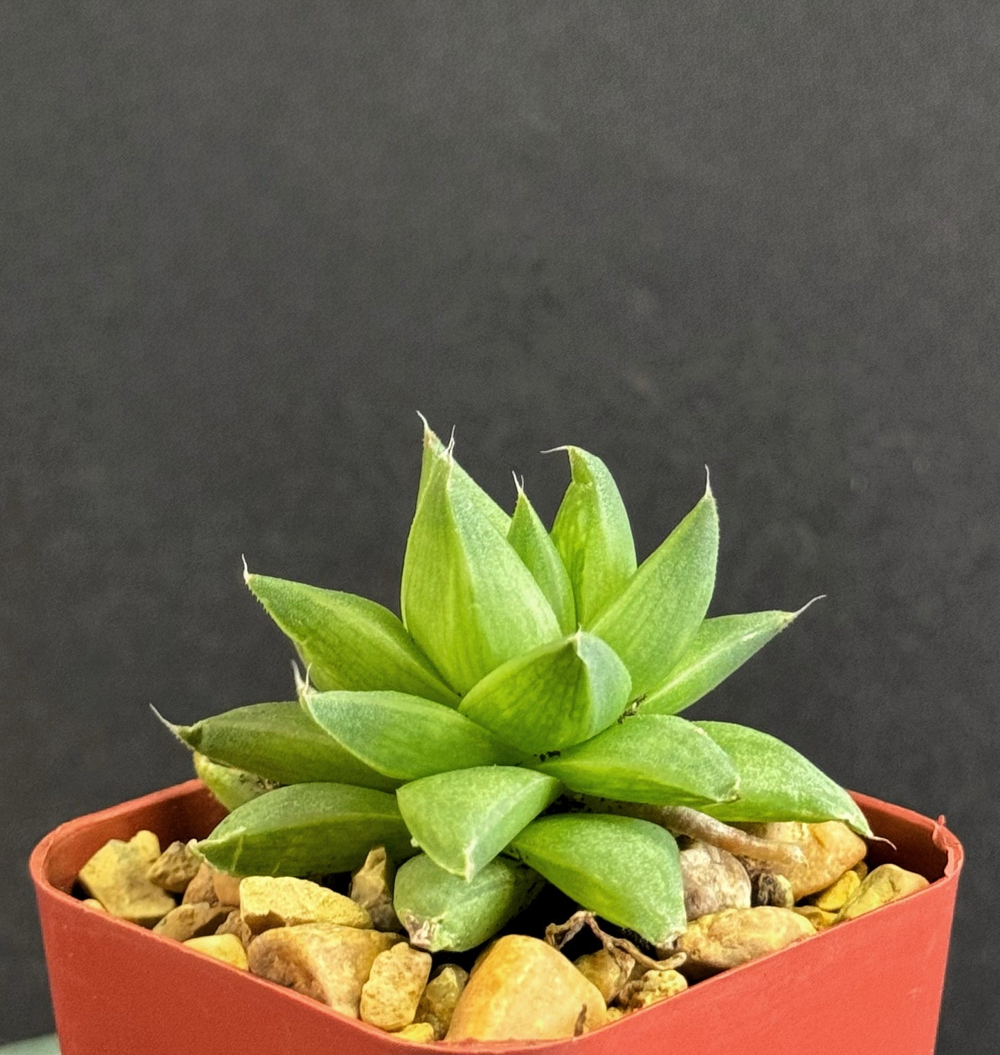 Haworthia Cymbiformis rare 2” succulent collectible plant
