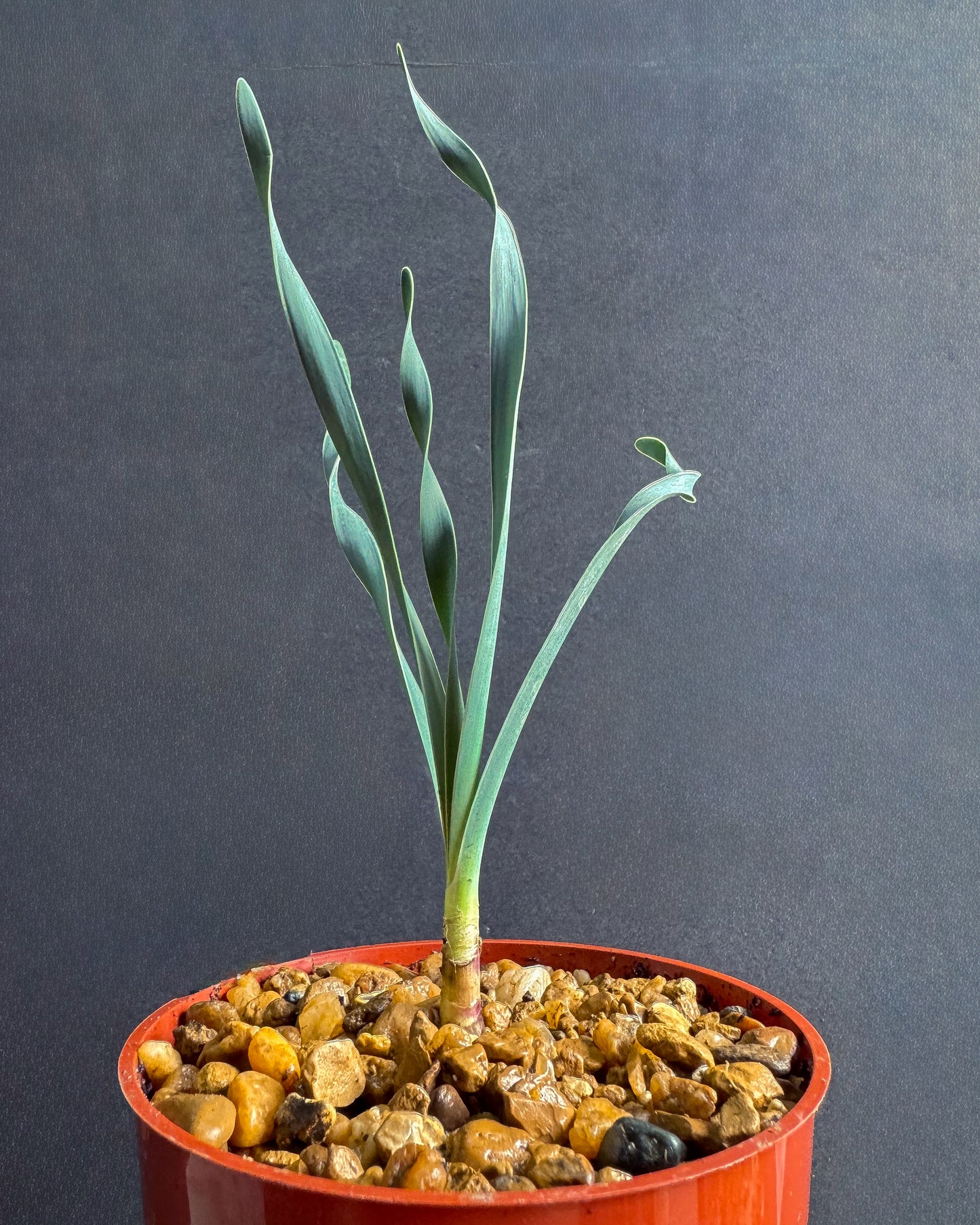 Cape Century Plant 4” Boophone Haemanthoides