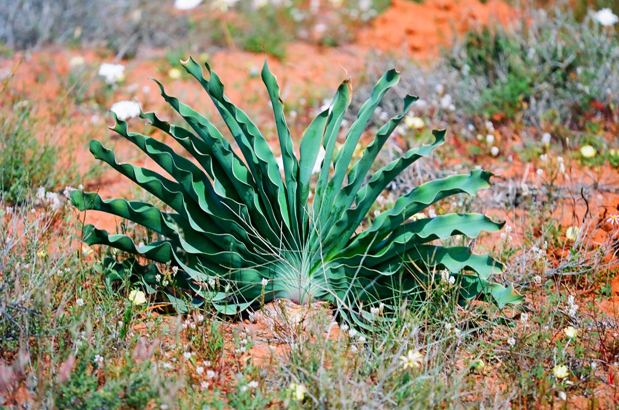 Cape Century Plant 4” Boophone Haemanthoides