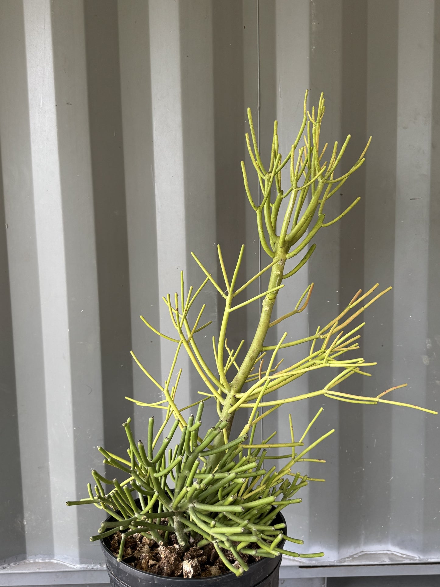 Euphoria Tirucalli 2-3ft tall Pencil Cactus plant