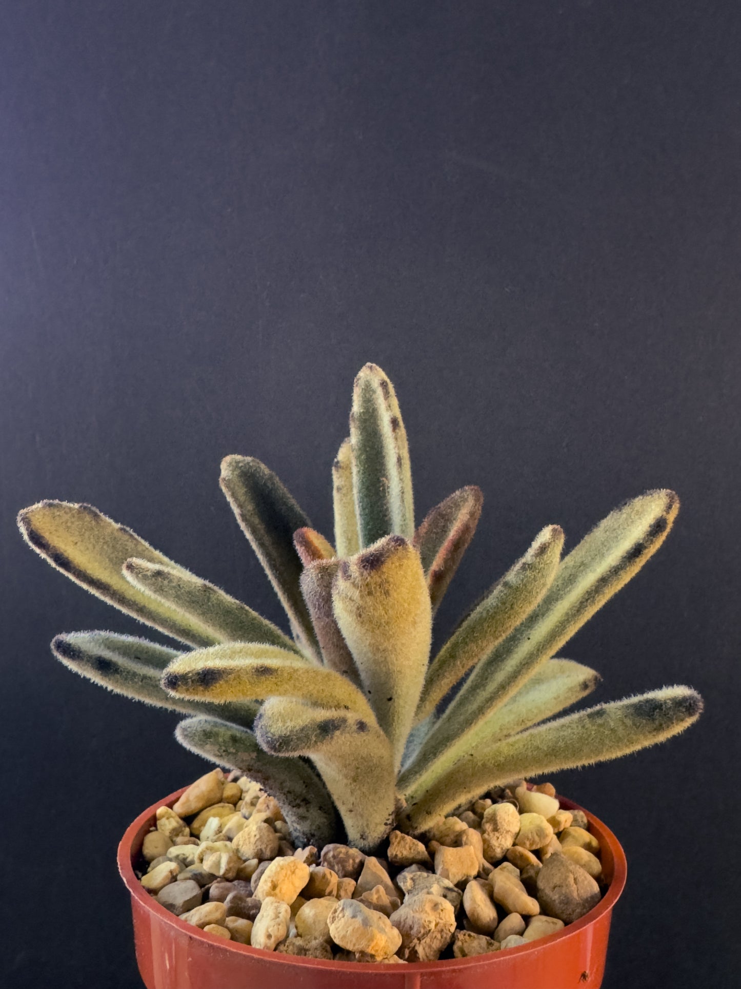 Kalanchoe Tomentosa Chocolate Soldier 4” succulent plant