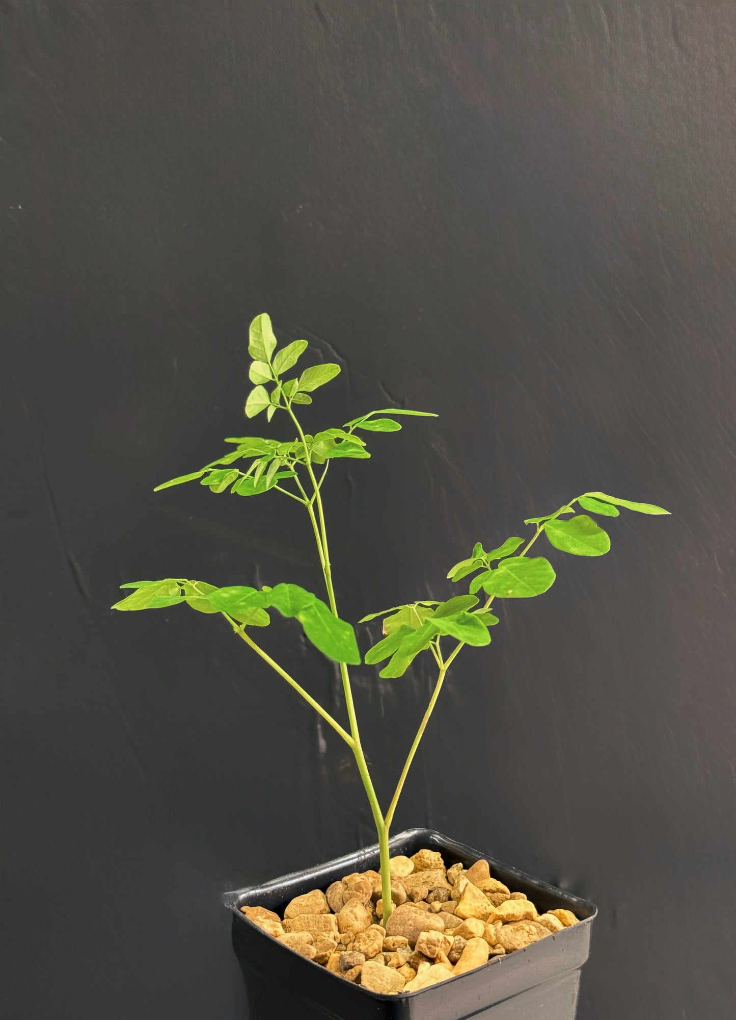 Moringa Oleifera Medicinal Herbal 4 Inch Plant