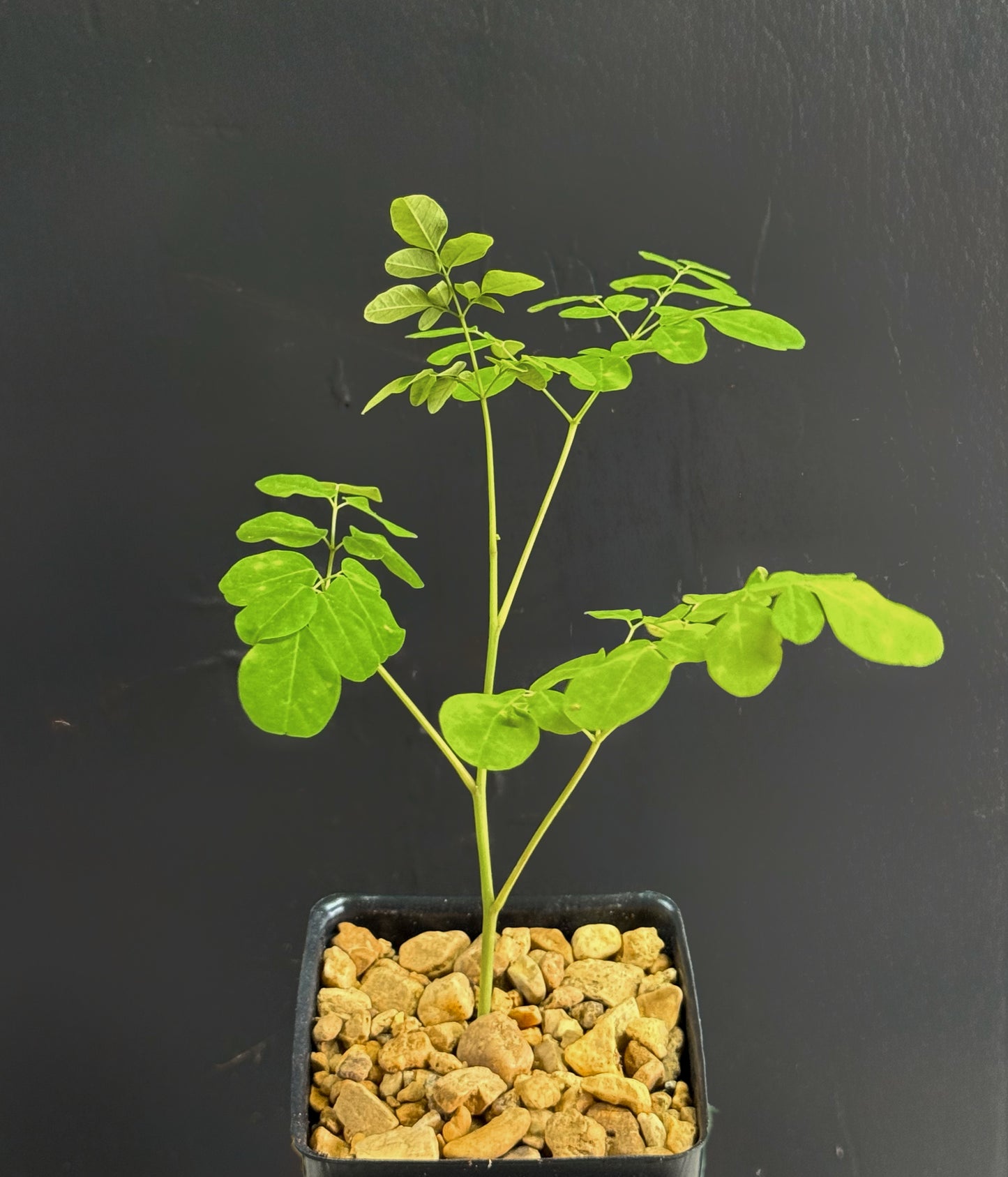 Moringa Oleifera Medicinal Herbal 4 Inch Plant