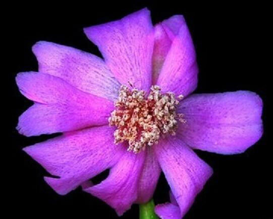 Pereskia Quisquellana rare succulent plant cacti exotic cactus collection 6"pot