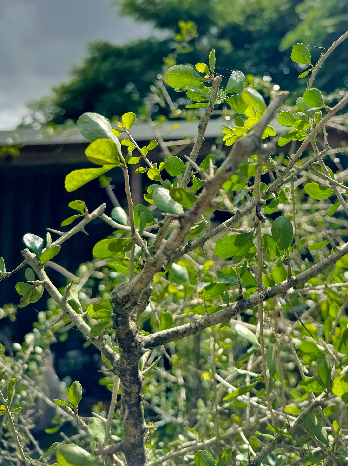 Guggul Myrhh Tree 6” Plant