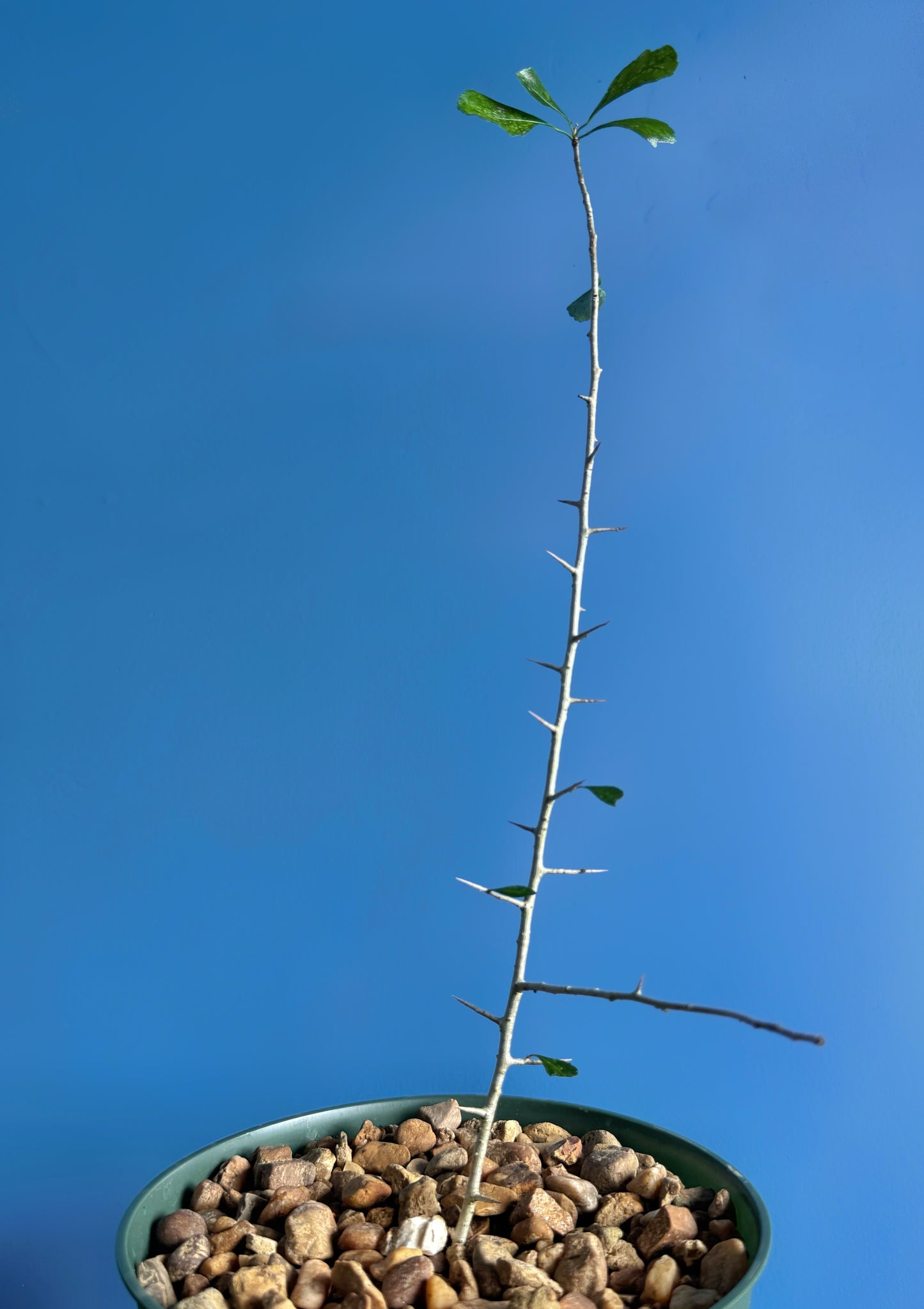 Commiphora simplicifolia 8” plant