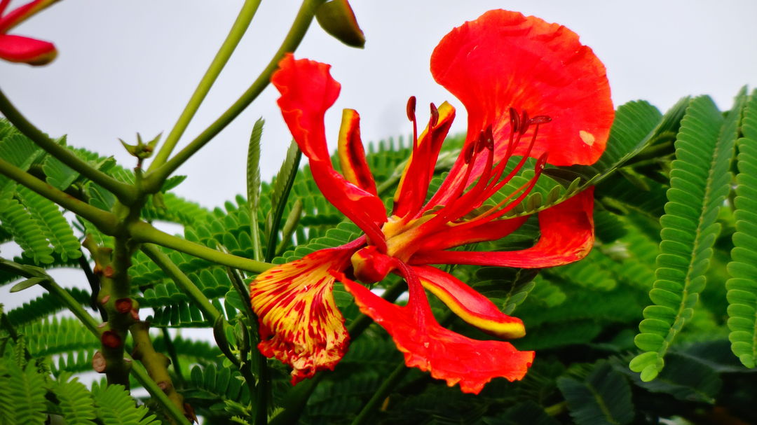 FLAMBOYANT TREE Royal Poinciana Delonix Regia flowering madagascar 8-12" plant