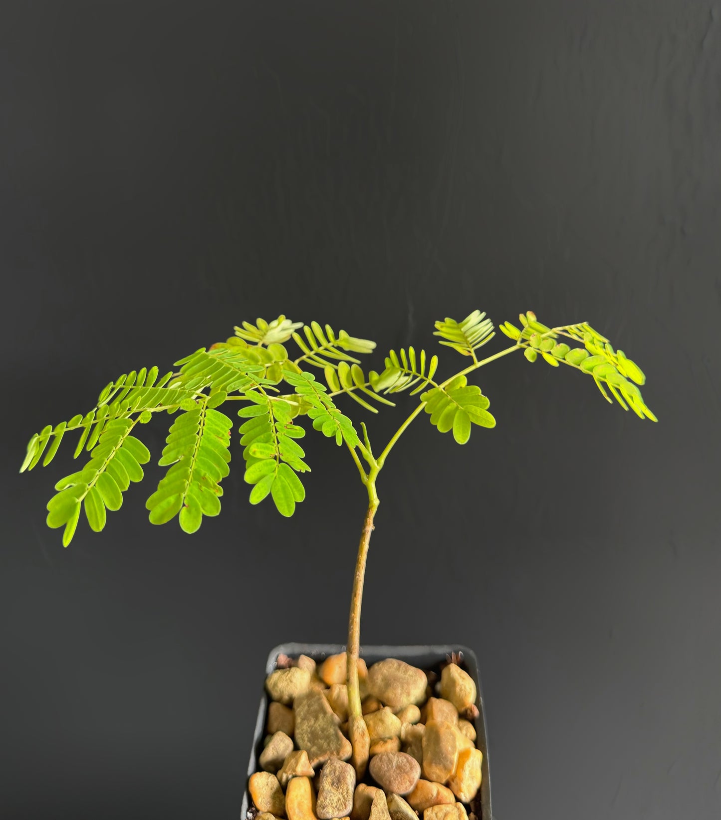 FLAMBOYANT TREE Royal Poinciana Delonix Regia flowering madagascar 6-8" plant