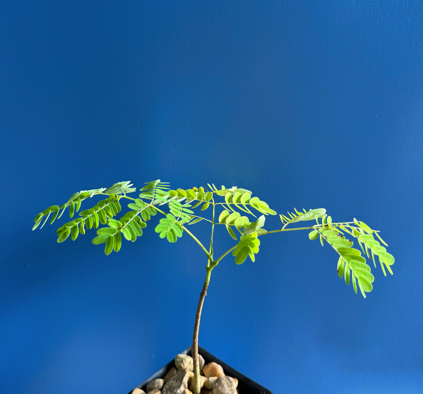 FLAMBOYANT TREE Royal Poinciana Delonix Regia flowering madagascar 8-12" plant