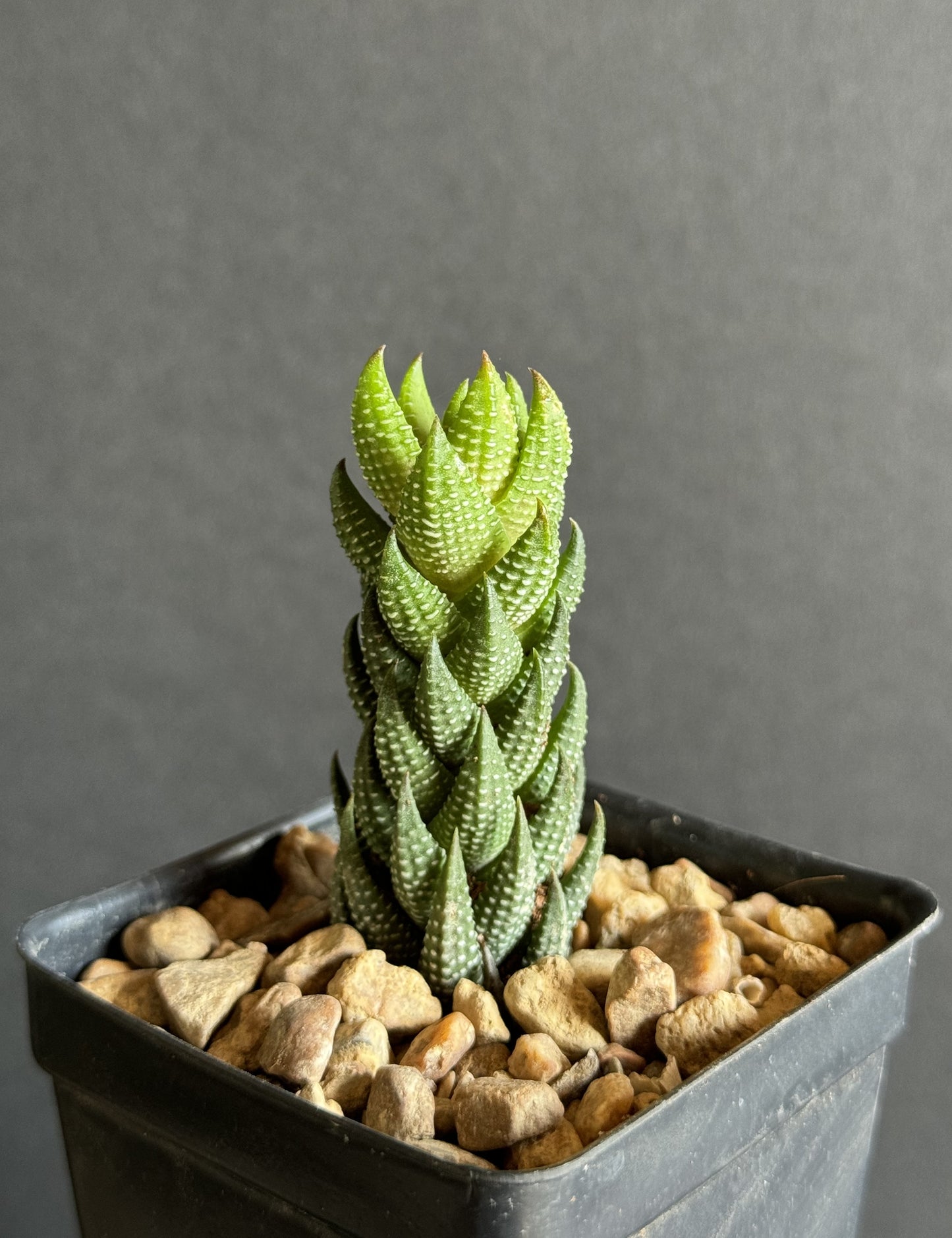 Haworthia reinwardtii rare succulent plant exotic cactus cacti miniature aloe 3"