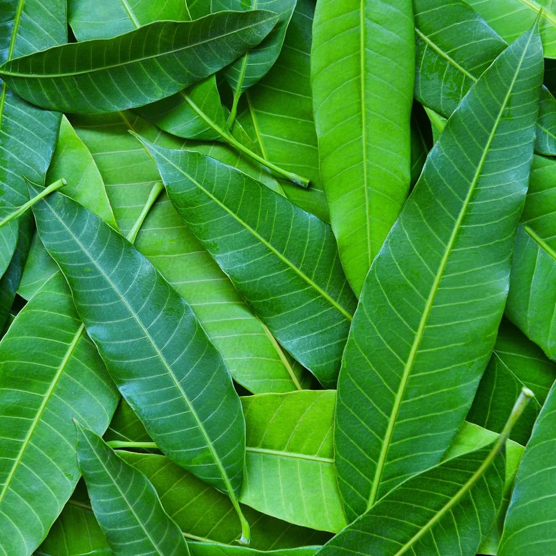 50 Mango Leaves picked fresh in Florida
