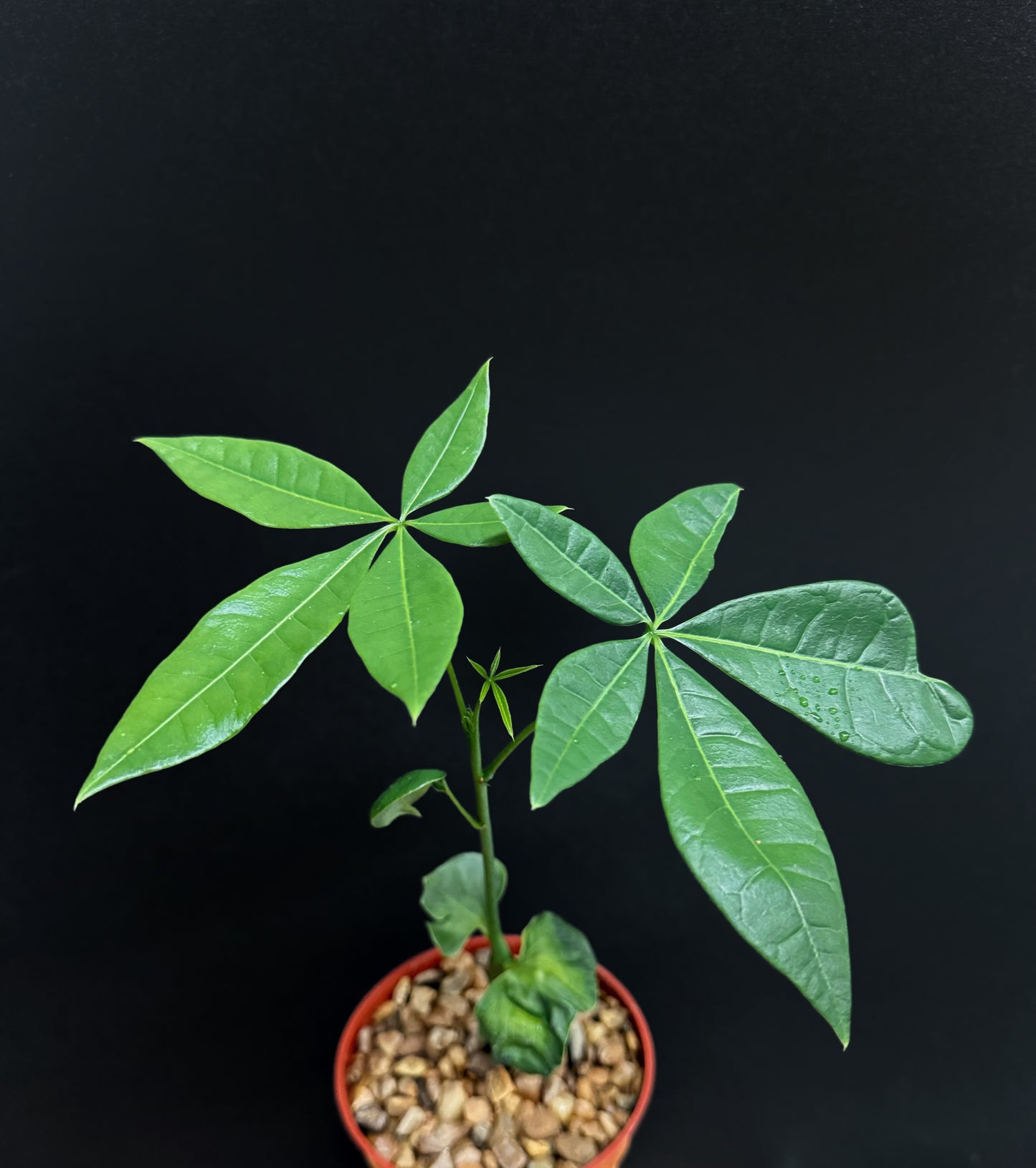 Pachira Aquatica bonsai caudex plant 4"