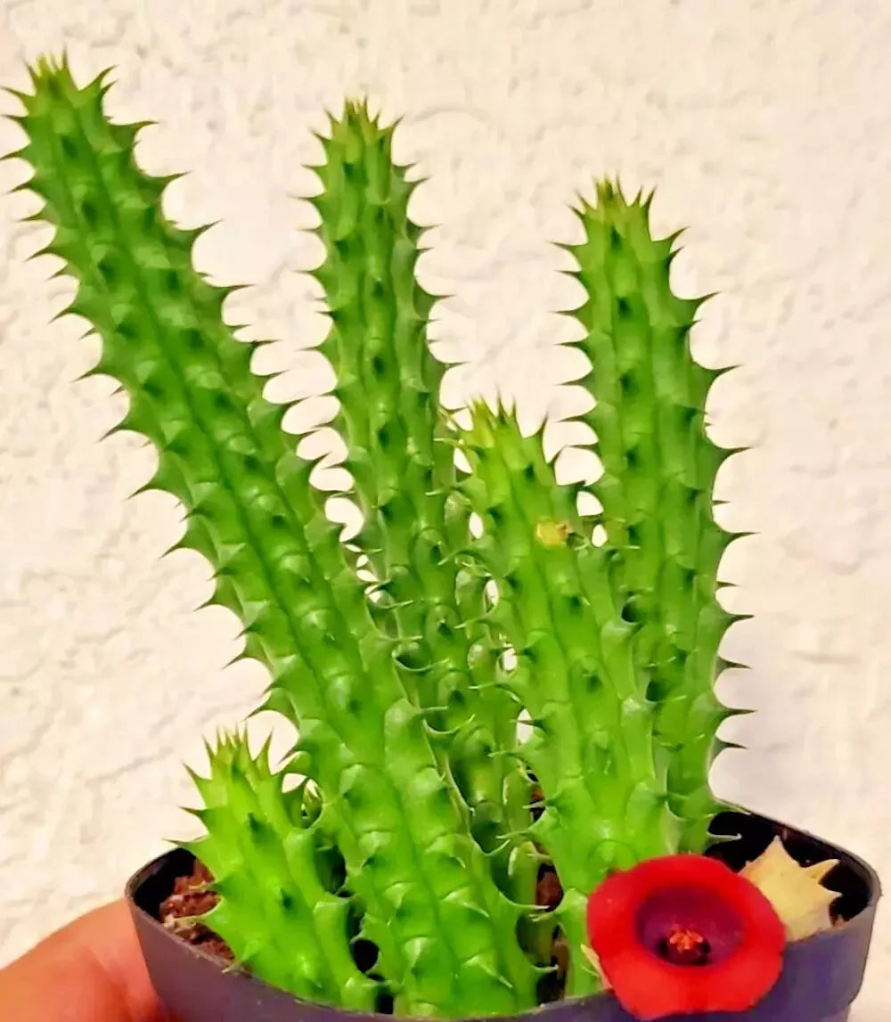 Huernia schneideriana plant asclepiad stapeliad rare red flowering color exotic