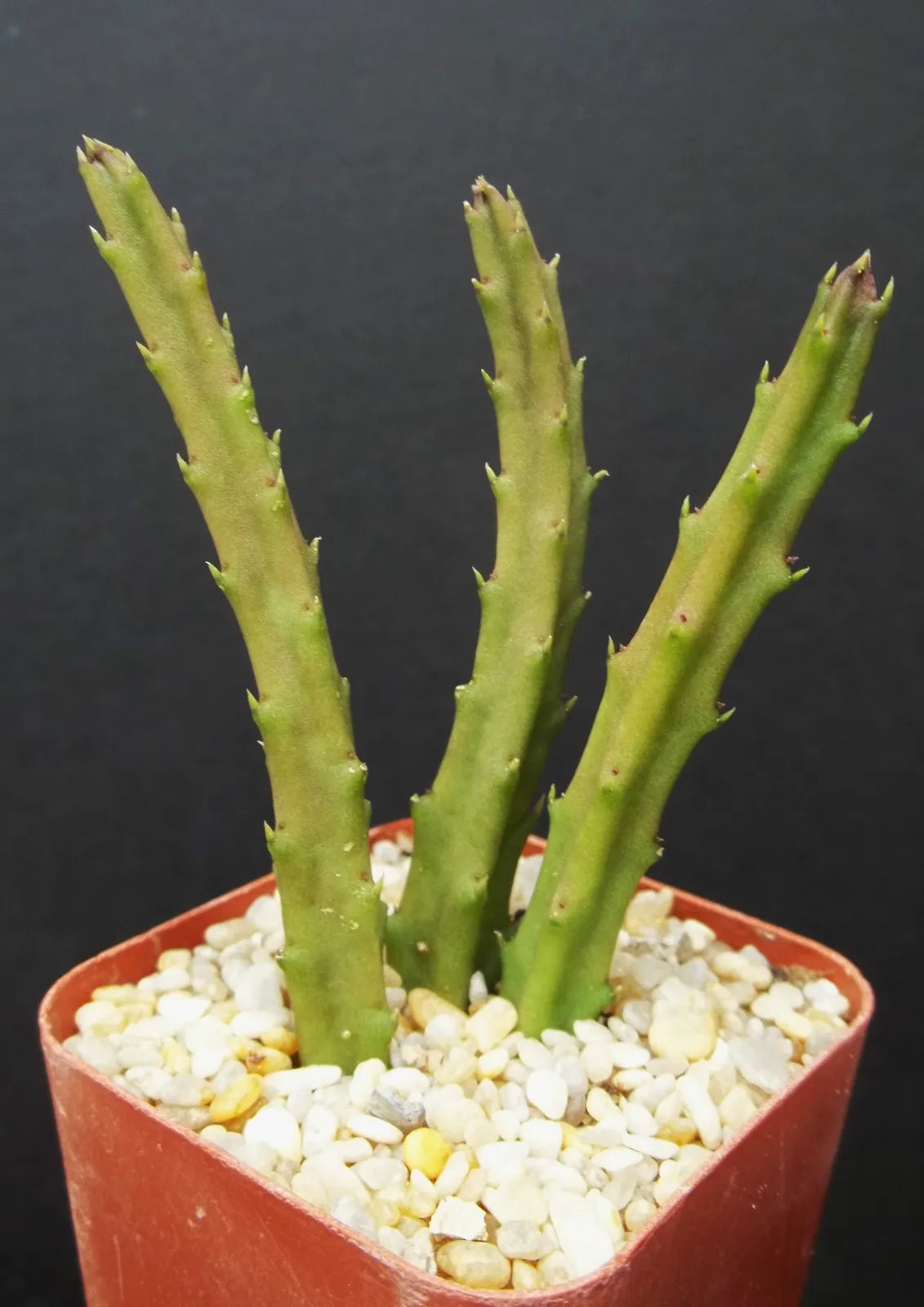 Stapelia schinzi angolensis rare asclepiad cactus plant exotic succulent 2" pot