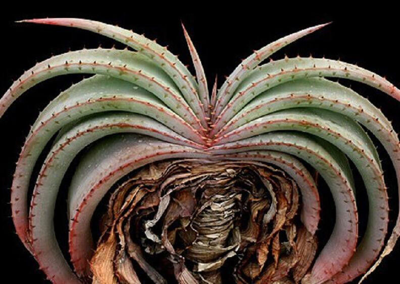 Aloe suprafoliata 10 rare succulent seeds