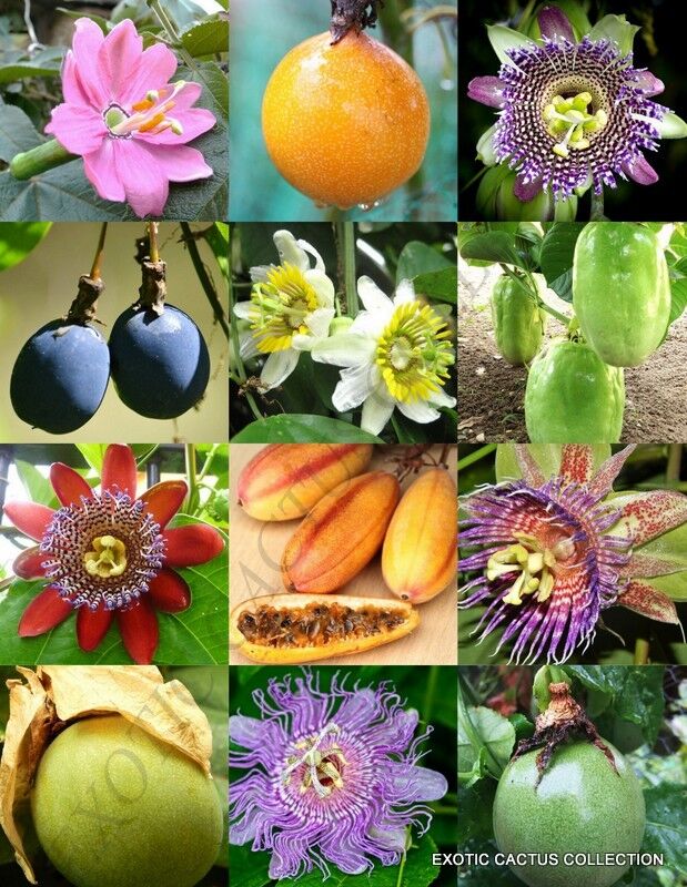 PASSIFLORA mix - PASSION FRUIT exotic edible tropical flower vine seed -15 seeds