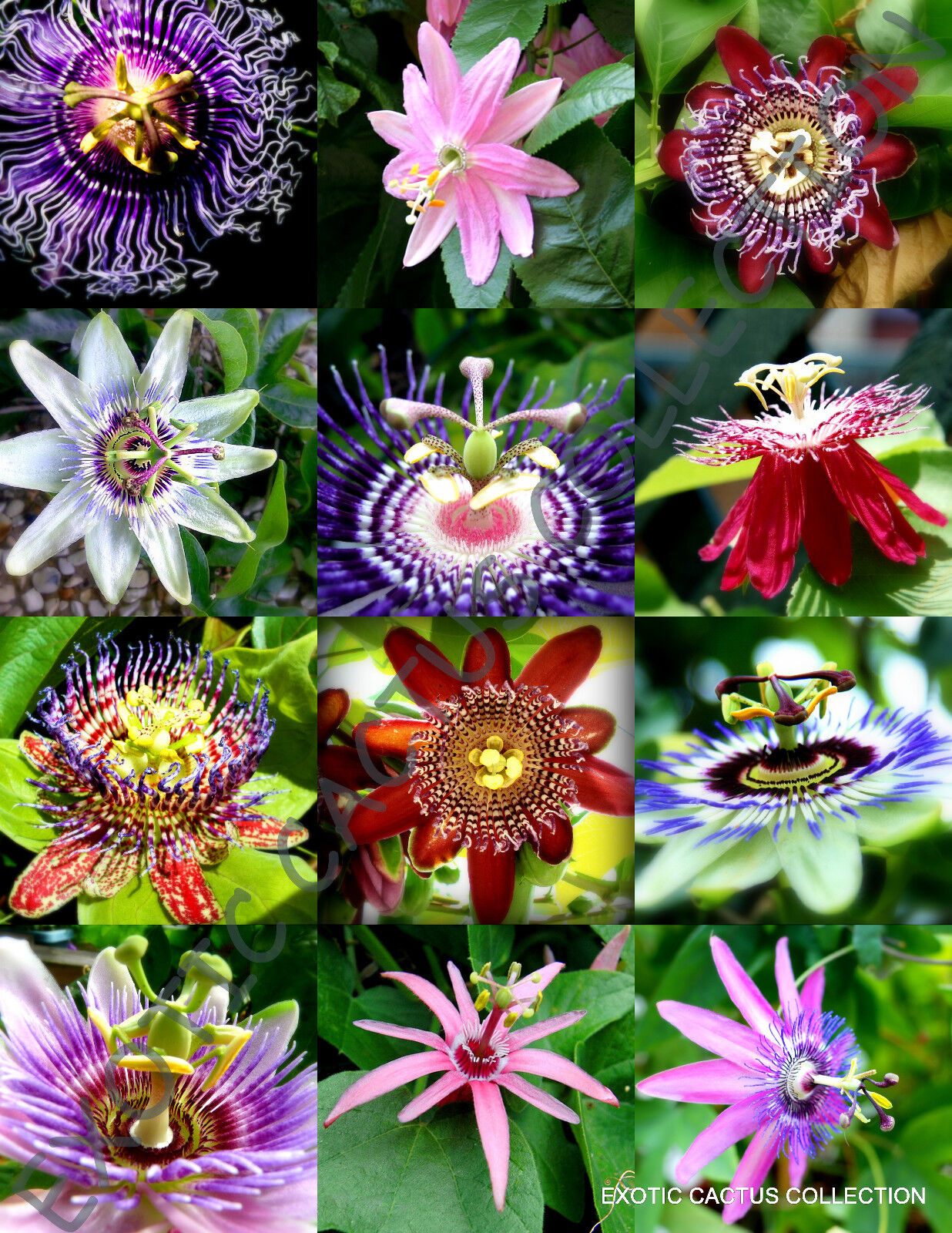 FLOWERING PASSIFLORA MIX passion fruit exotic edible tropical vine seed 25 seeds