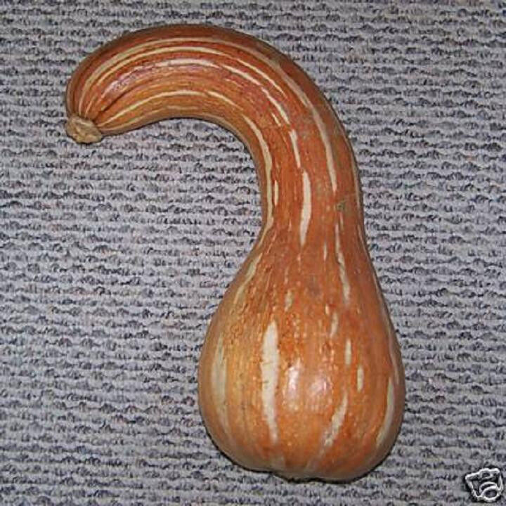 Pumpkin seed long neck, calabaza cuello largo 20 seeds