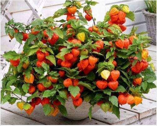Physalis Peruviana 50 Goldenberry seeds