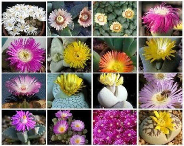 Mesembs variety MIX succulent cactus living stone cacti exotic seed 15 SEEDS
