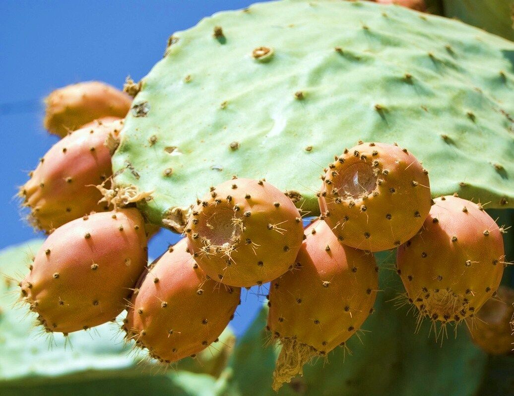 NOPAL YELLOW FRUIT nopalina nopalea exotic edible cactus sweet juice 50 SEEDS