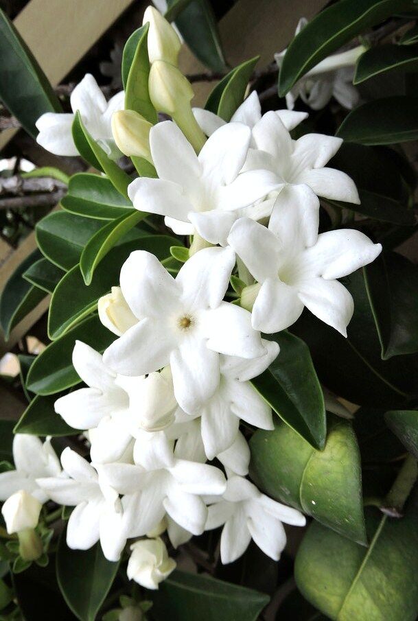 Stephanotis floribunda Madagascar jasmine vine rare fragrant flower seed 5 SEEDS