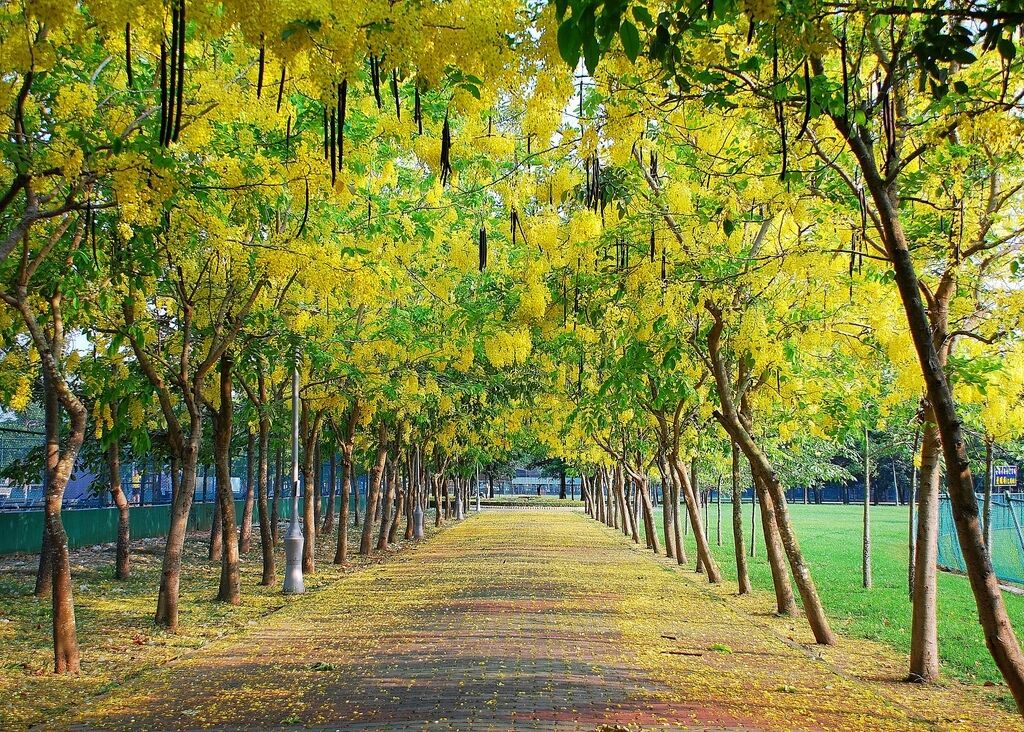Cassia fistula 10 seeds of Golden Shower Tree
