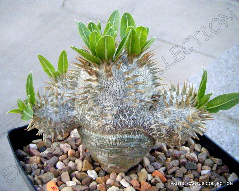 cactus and succulent seeds PACHYPODIUM DENSIFLORUM 5 seeds rare madagascar palm cactus cacti succ – Exotic-Cactus-collection