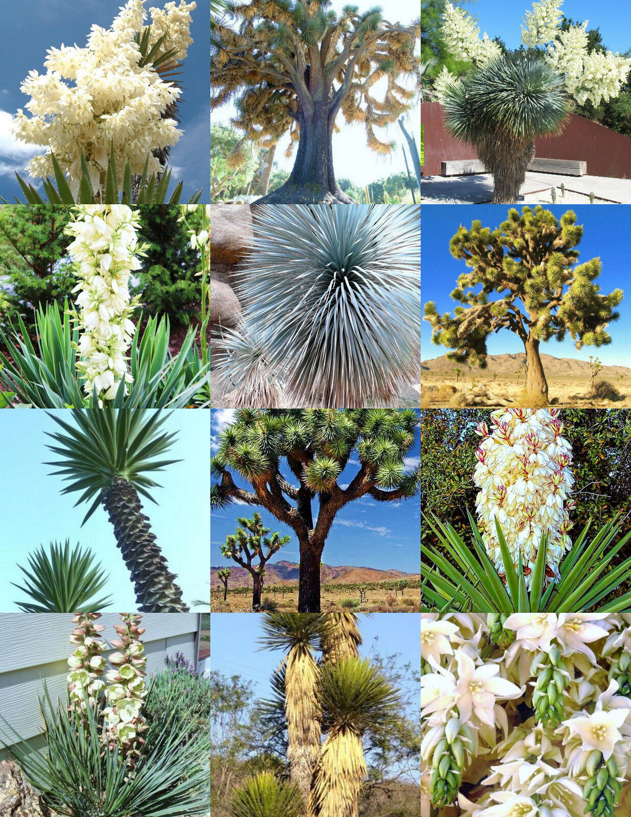 YUCCA MIX, rare palm tree exotic agave aloe flower succulent mixed seed 15 seeds