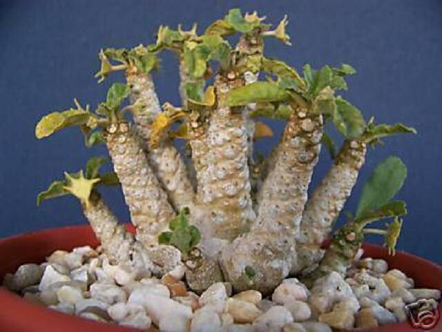 Dorstenia sp 20 seeds of exotic caudex succulent