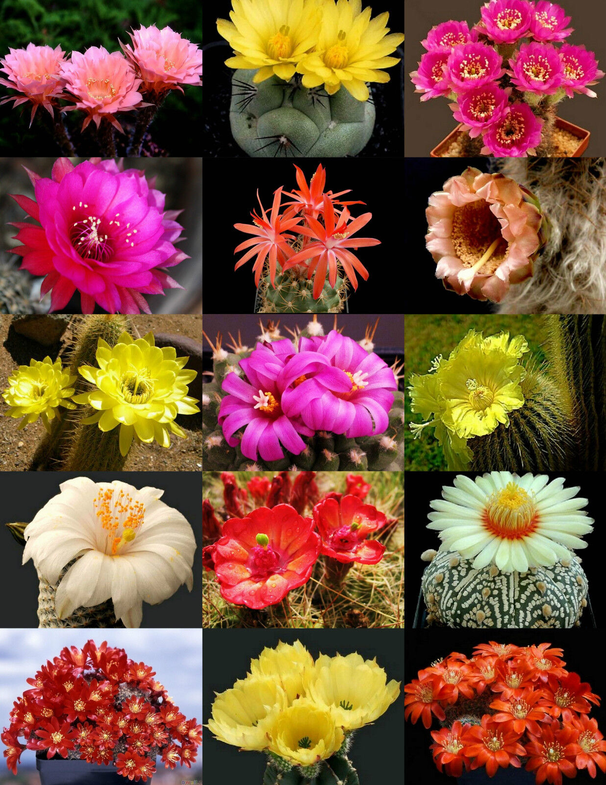 FLOWERING CACTUS MIX rare garden cacti exotic desert succulent seed 50 seeds