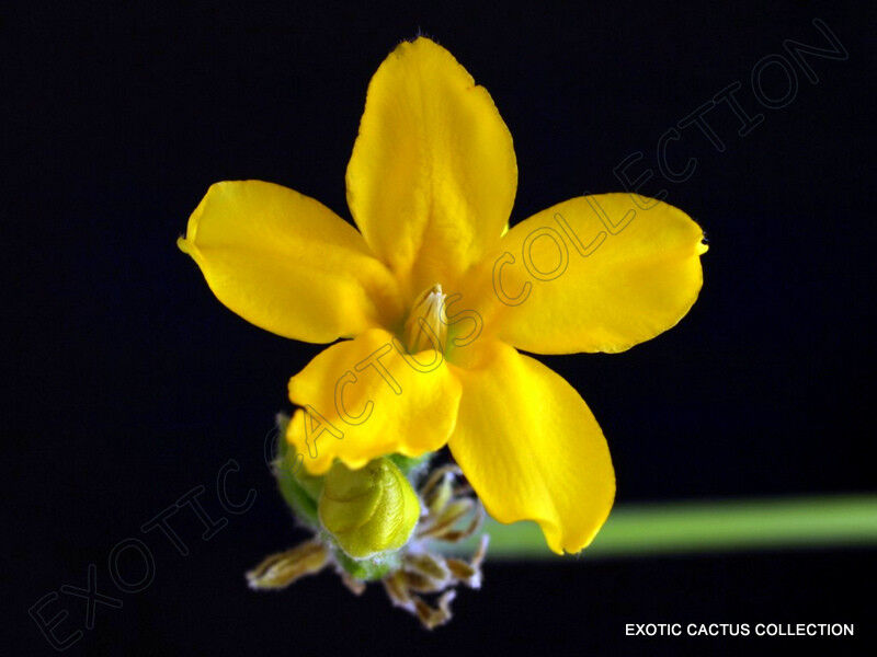 PACHYPODIUM DENSIFLORUM 5 seeds rare madagascar palm cactus cacti succulent seed