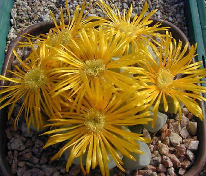 Lapidaria margaretae rare mesembs living stone cacti exotic cactus seed 30 SEEDS