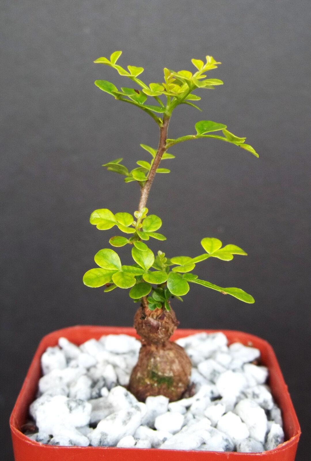 Operculicarya decaryi exotic rare madagascar natural bonsai plant caudex 2" pot