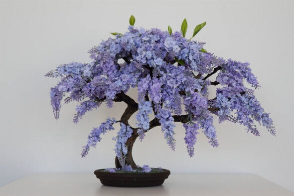 Jacaranda Mimosifolia 10 Blue Flamboyan Tree seeds