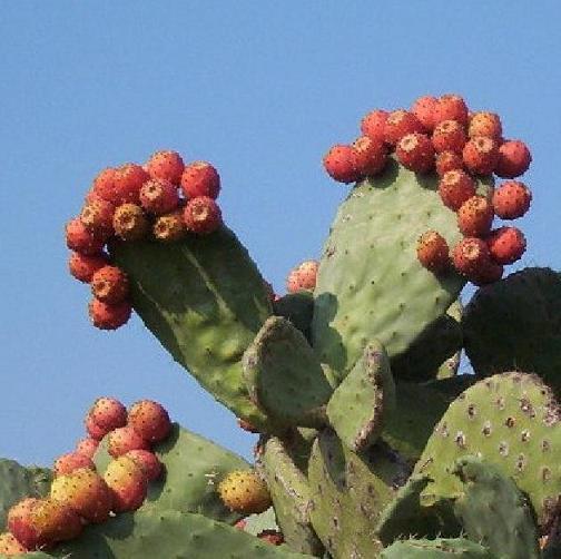 NOPAL RED FRUIT nopalina nopalea exotic edible cactus sweet juice seed 50 SEEDS