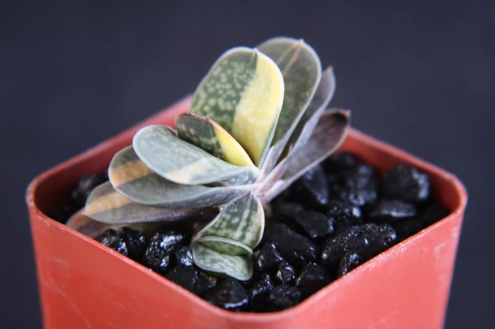 haworthia gasteria succulent Gasteria Cv. Shozoden exotic rare succulent haworthia cacti plant 2" p – Exotic-Cactus-collection
