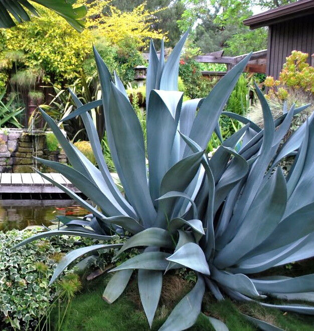 blue succulent seeds AGAVE SALMIANA 15 rare succulent seeds – Exotic-Cactus-collection