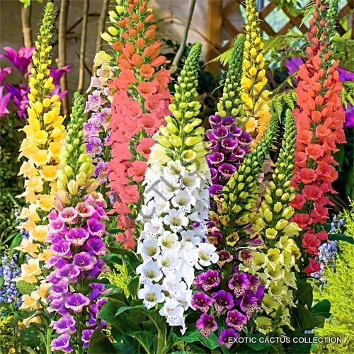 Digitalis Purpurea 15 giant spotted foxglove seeds
