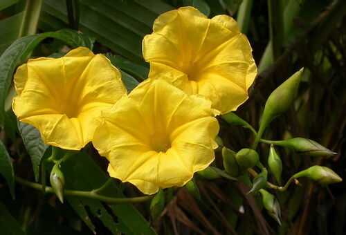 MERREMIA TUBEROSA, wood rose vine yellow flower morning glory Ipomoea -15 seeds