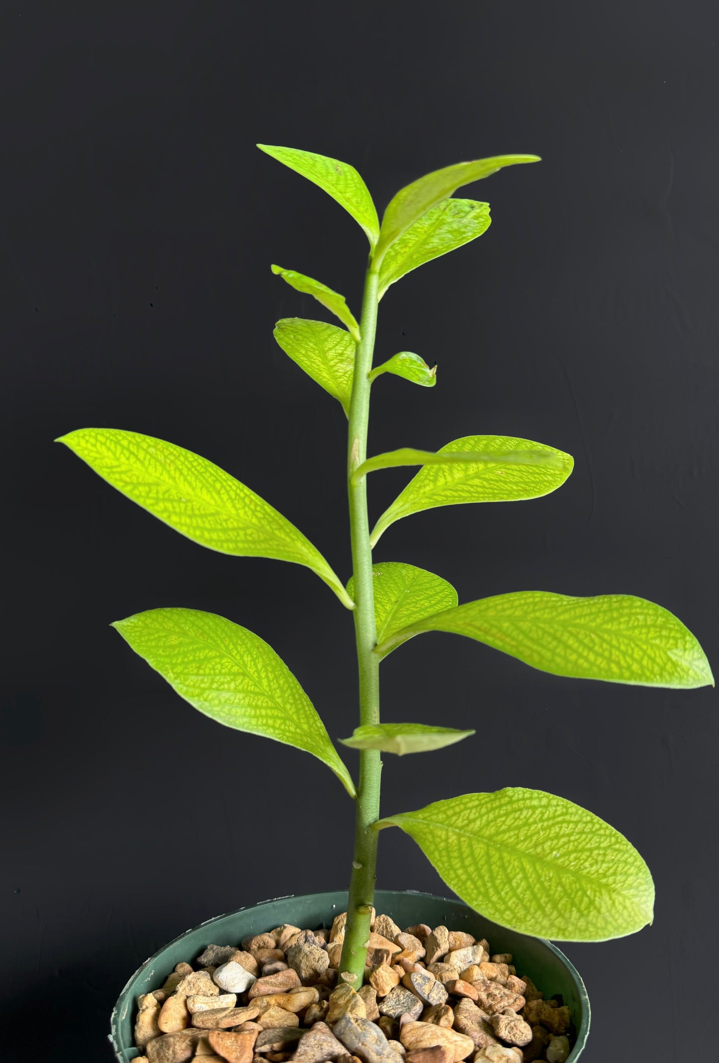 Euphorbia Umbellata synadenium African milkbush rare succulent rare plant 6" pot