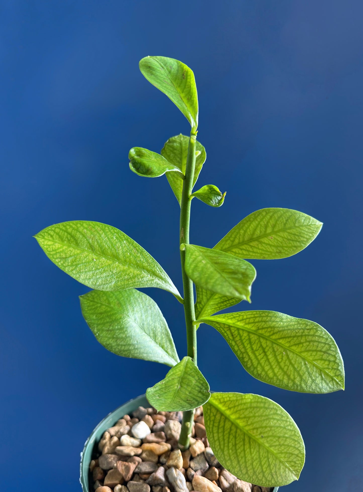 Synadenium grantii, African milkbush exotic milk cacti rare succulent plant 6"