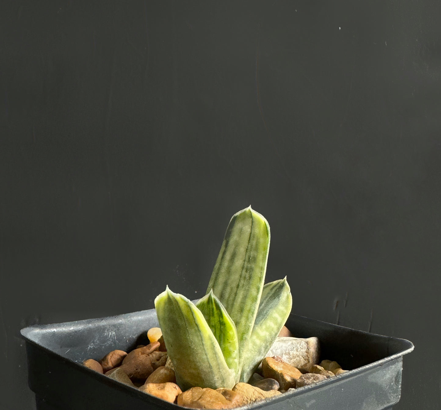 GASTERIA Sakura Fuji Yuki yellow rare succulent exotic plant 2" pot