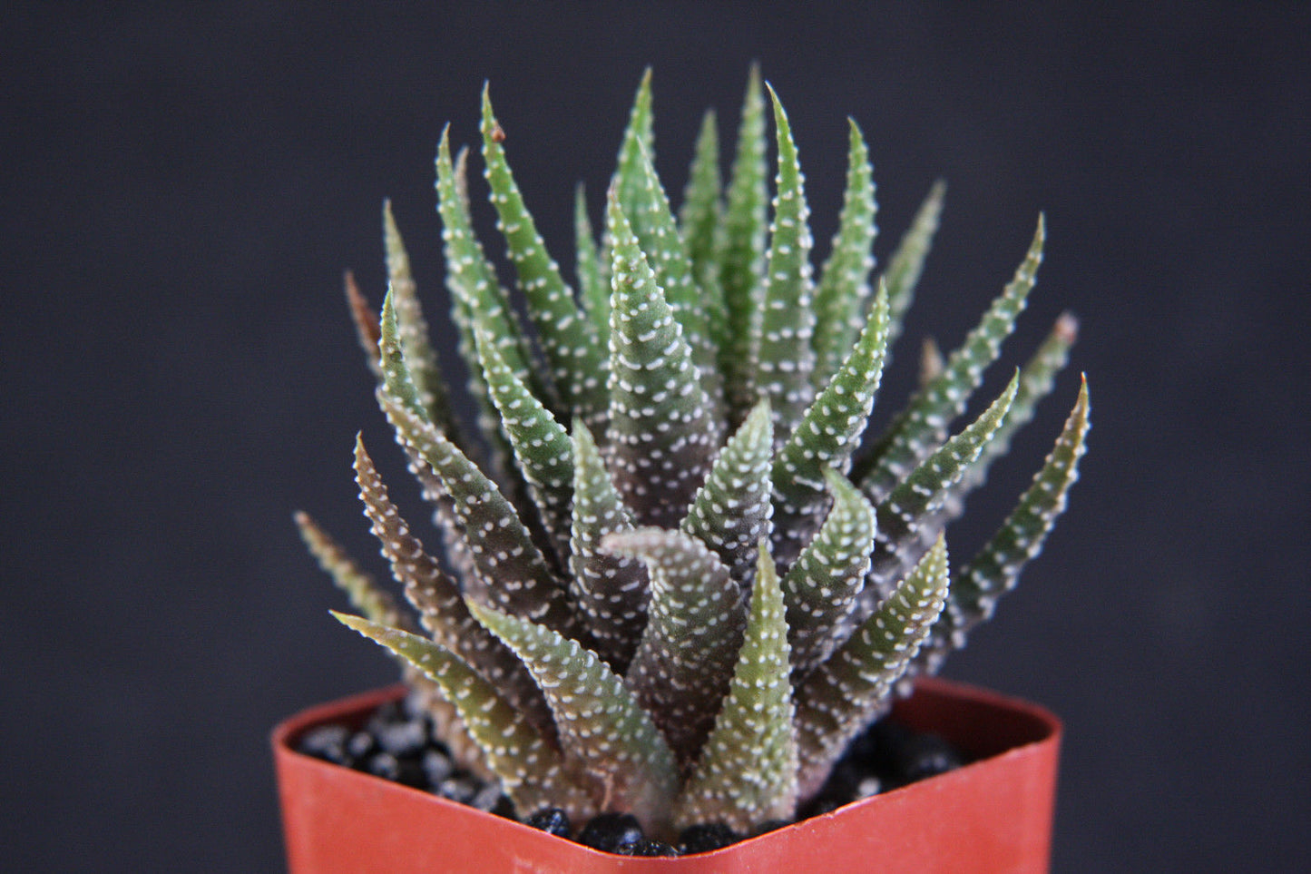 Haworthia Fasciata Attenuata rare exotic succulent plant 2" pot size