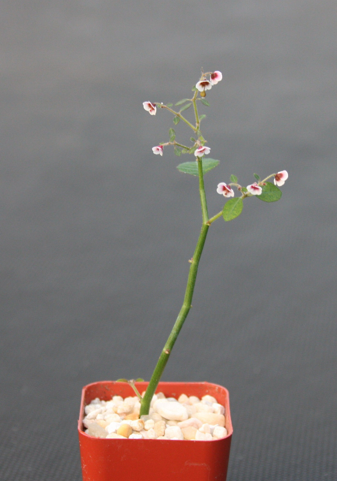 Euphorbia Guiengola rare exotic succulent plant 2"