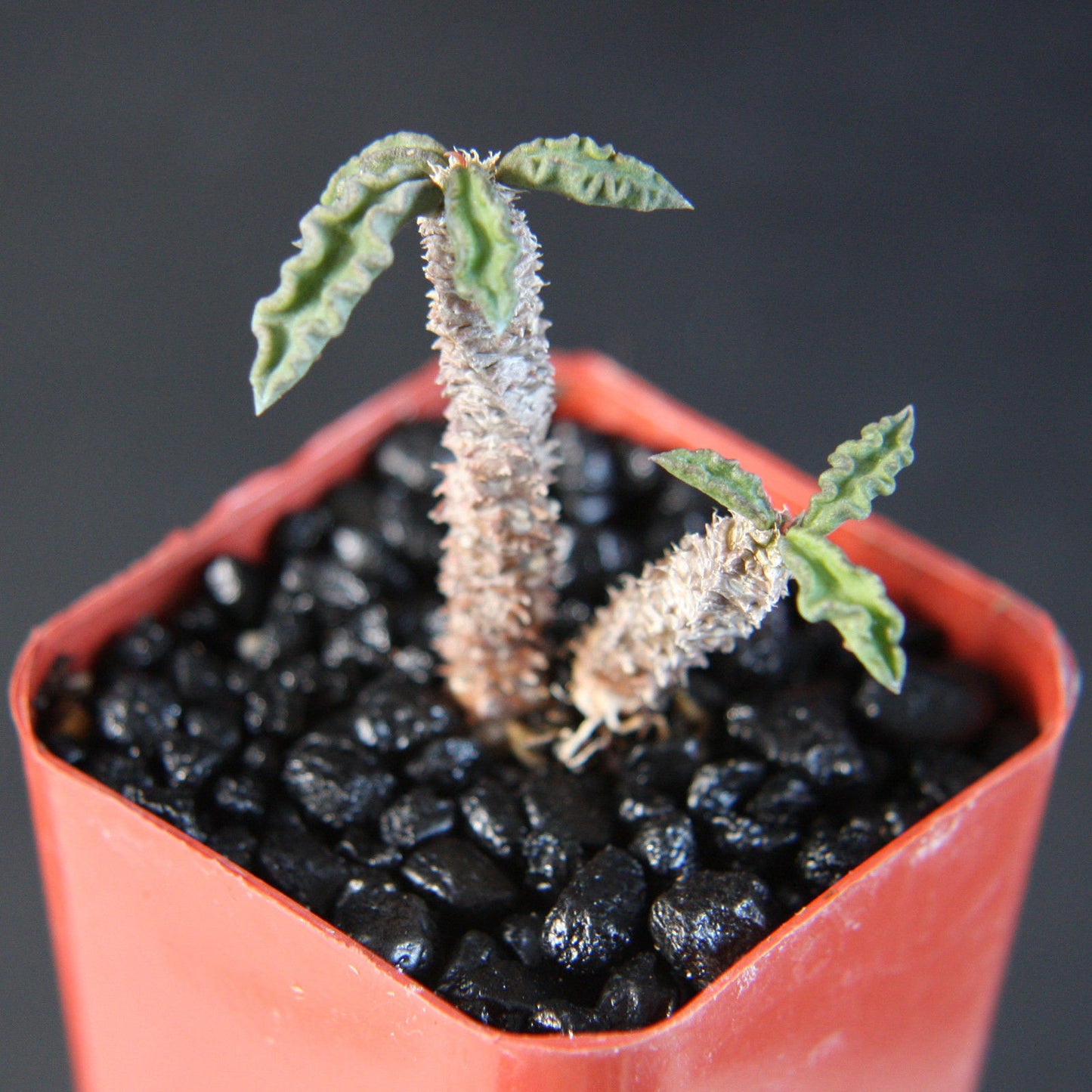 Euphorbia Decaryi spirosticha rare succulent exotic plant 2"