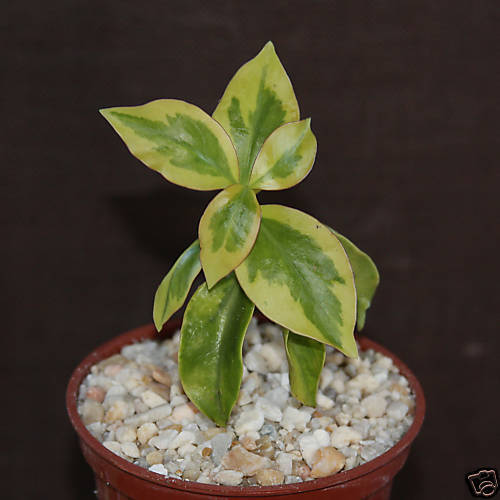 Pereskia Variegated Aculeata rare climber vine cactus cacti succulent plant 4"