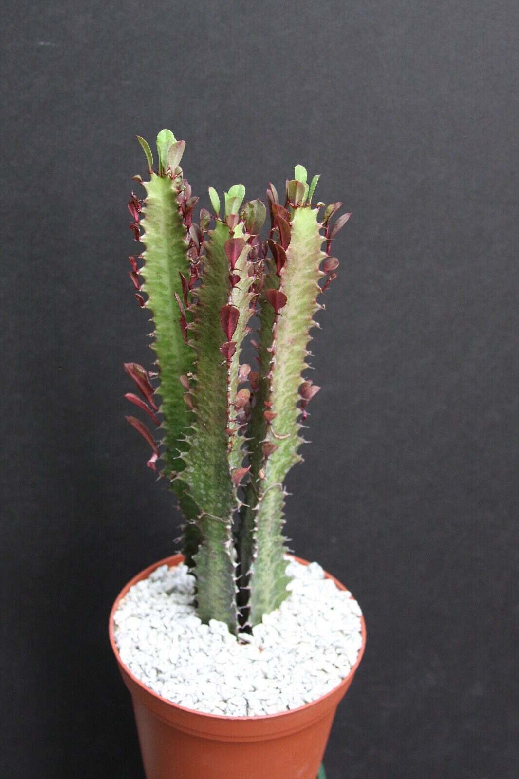 milk plant succulent Euphorbia Trigona African Milk Tree rare succulent cactus exotic 6" plant