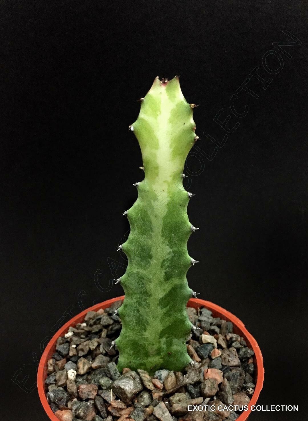 MOTTLED SPURGE Cardon Euphorbia Lactea rare succulent 4" plant cactus